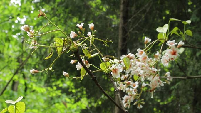 桐树花