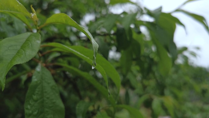 4K雨后李树-可商用