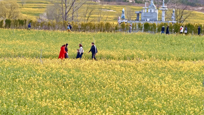 油菜花