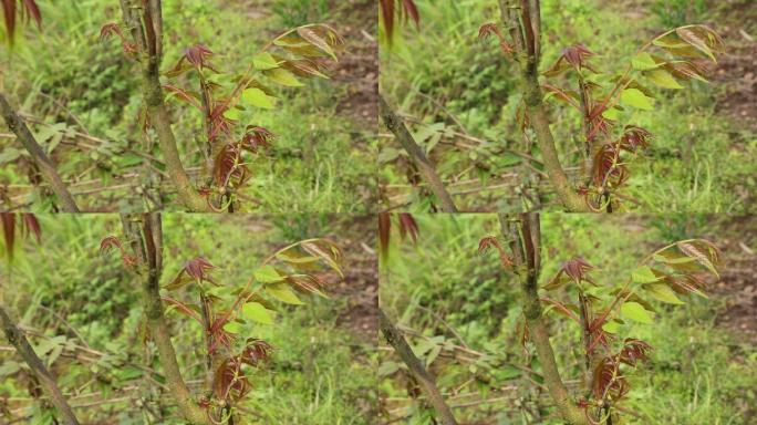 采摘野菜香椿树香椿特写