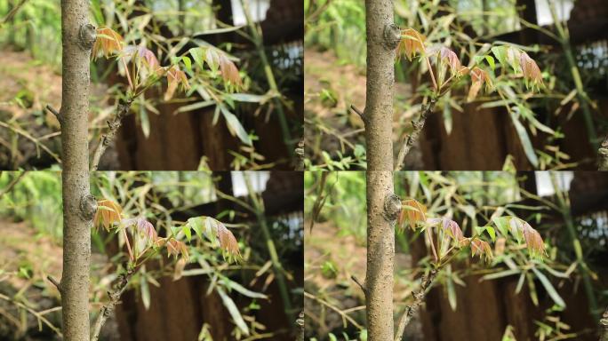 采摘野菜香椿树香椿特写
