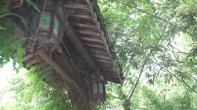 青草树植物春天天空野花竹林