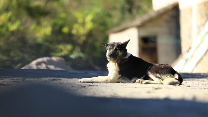 农村中华田园犬土狗晒太阳空镜