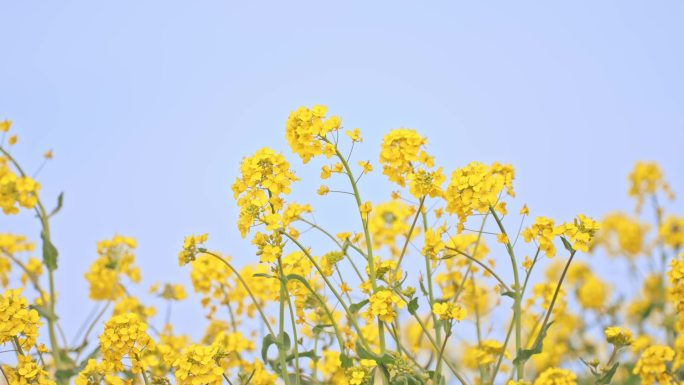 油菜花中景