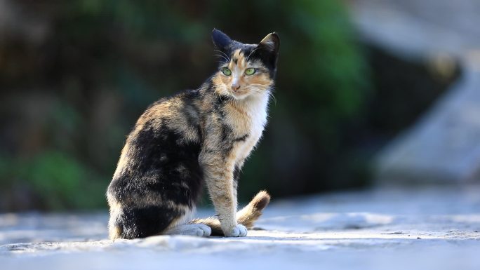 农村家猫野猫猫咪晒太阳空镜头