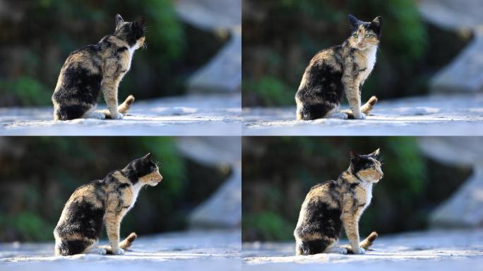 农村家猫野猫猫咪晒太阳空镜头