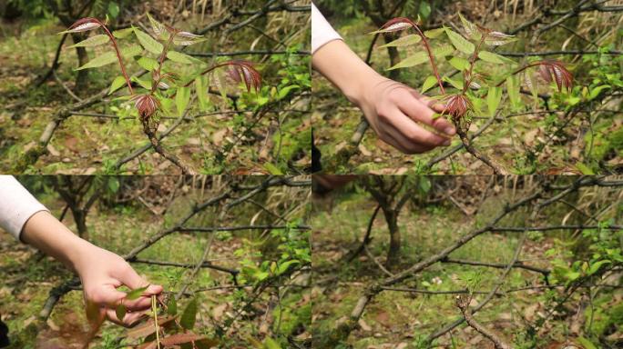 采摘野菜香椿树香椿特写