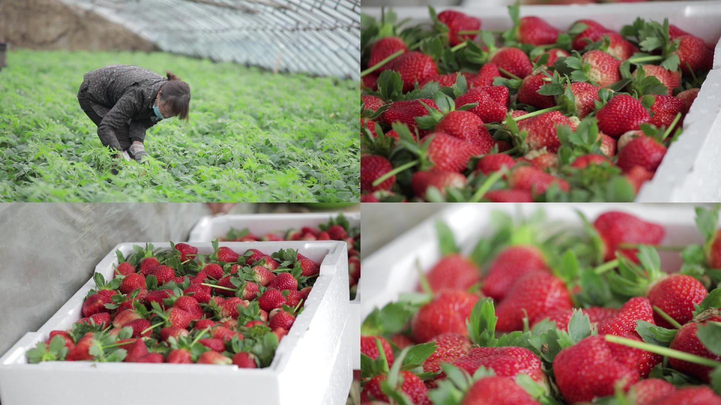 农业草莓种植大棚