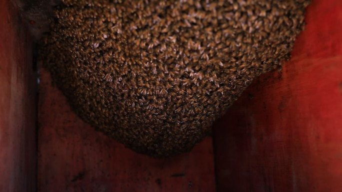 乡村养蜂蜂蜜蜂巢蜜蜂高清镜头