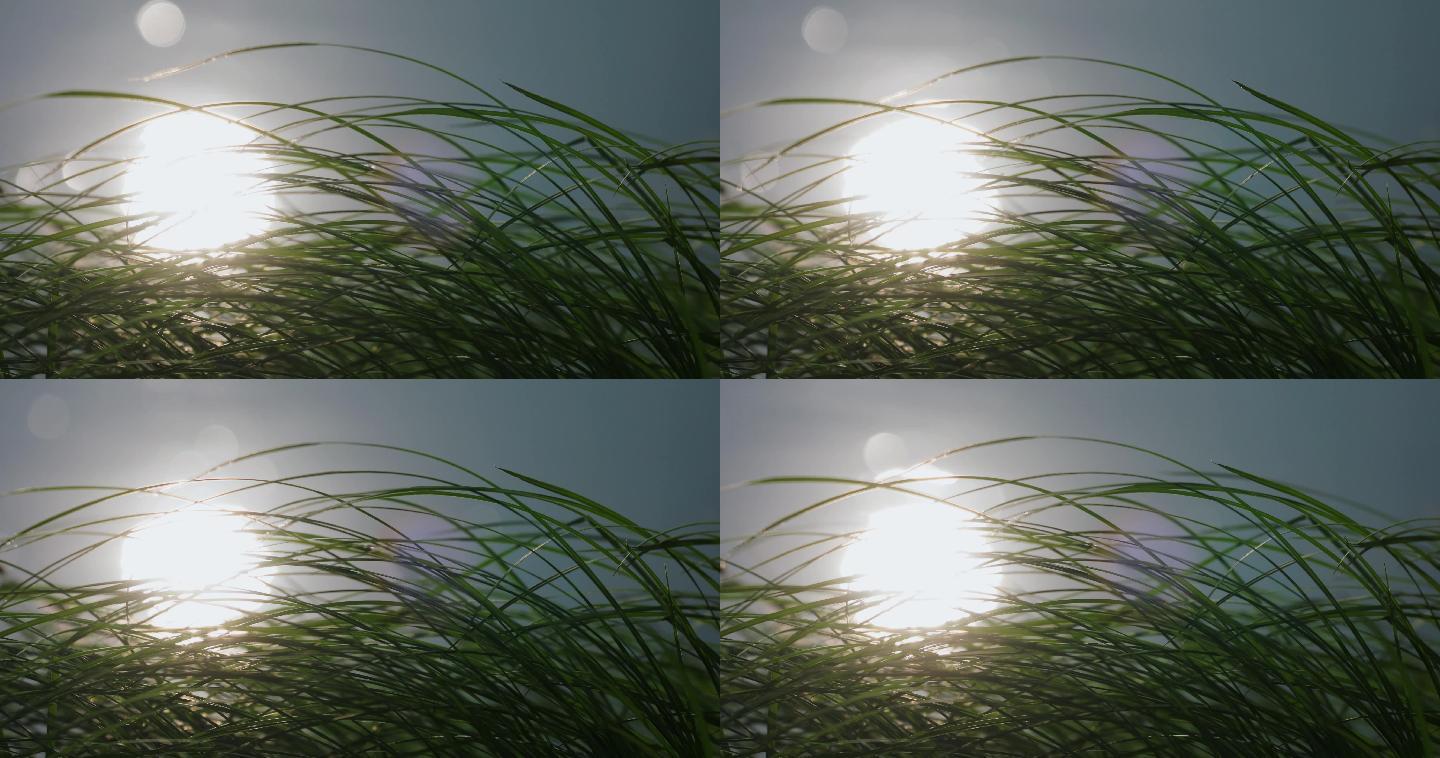 4K湖边小草和水中太阳倒影闪烁03