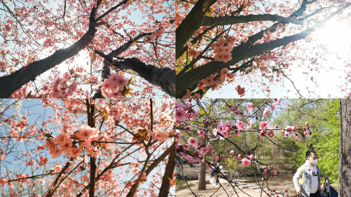 清明节奥森公园实拍桃花