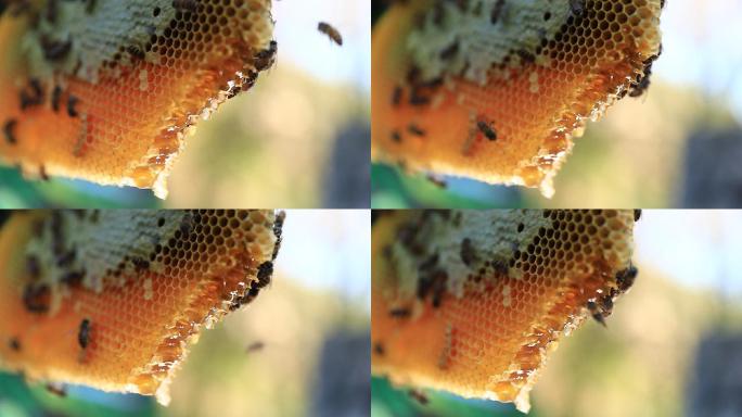 高清蜂蜜蜂巢蜜蜂特写镜头