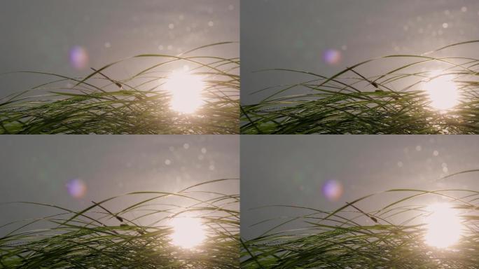 4K湖边小草和水中太阳倒影闪烁02