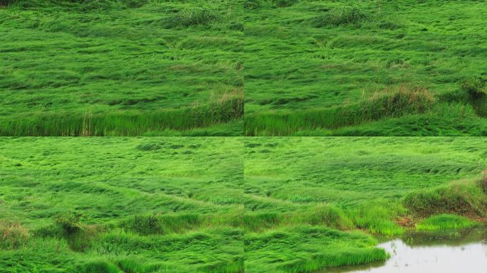 春天河边绿色草地