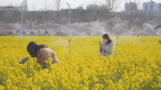 4K春天花海万物复苏-农业喷灌灌溉油菜花