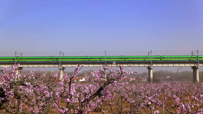 青盐铁路高铁列车穿过万亩花海桃花林