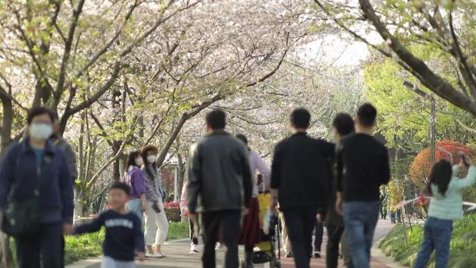 樱花树下