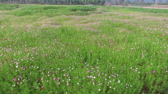 格桑花花海高清实拍素材