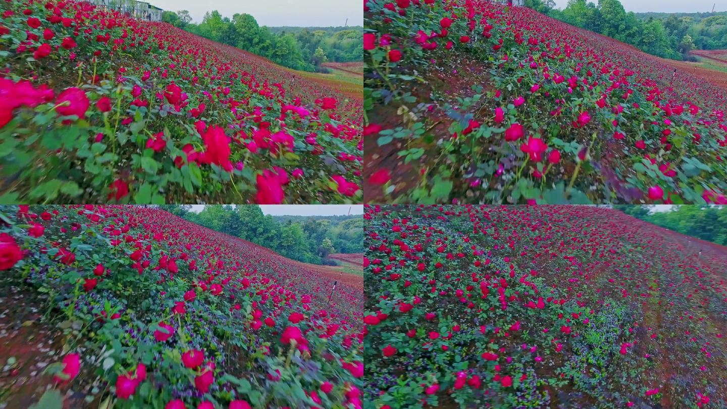 【花海-中国玫瑰(2)摄影图片】生态摄影_天地_太平洋电脑网摄影部落