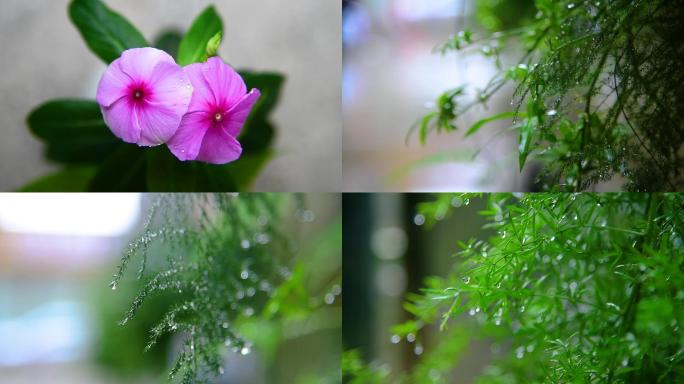 雨中植物视频素材
