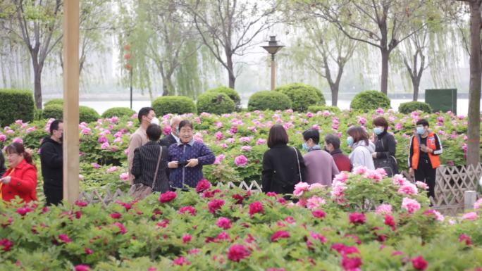 牡丹园牡丹休闲人群花踏青赏花