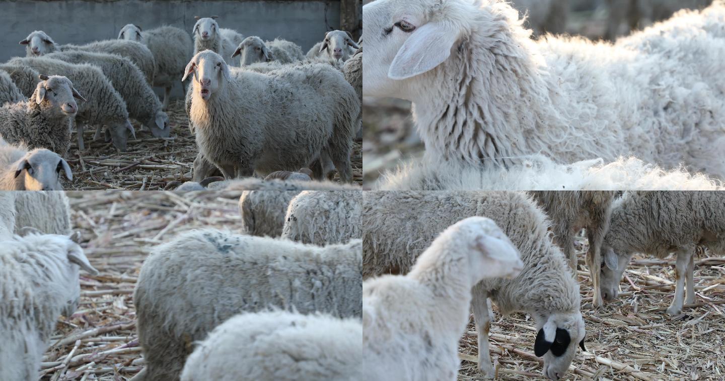 内蒙古羊群养殖4k