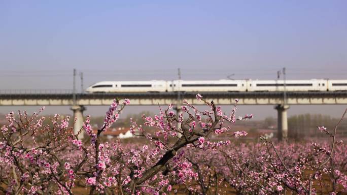 青盐铁路高铁列车穿过万亩花海桃花林