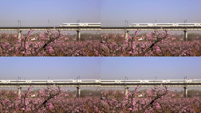 青盐铁路高铁列车穿过万亩花海桃花林