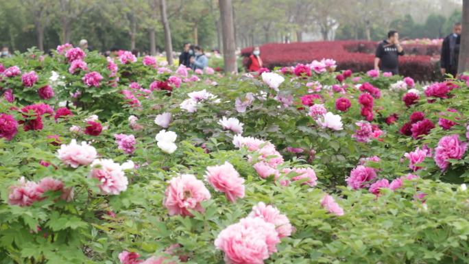 牡丹园牡丹休闲人群花踏青赏花