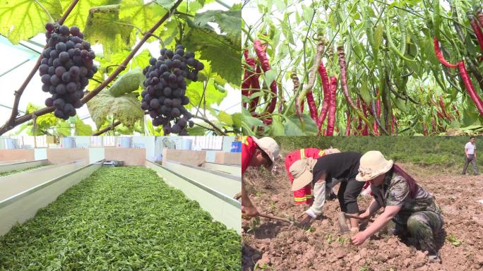 葡萄刺梨土豆番茄茄子南瓜橙子