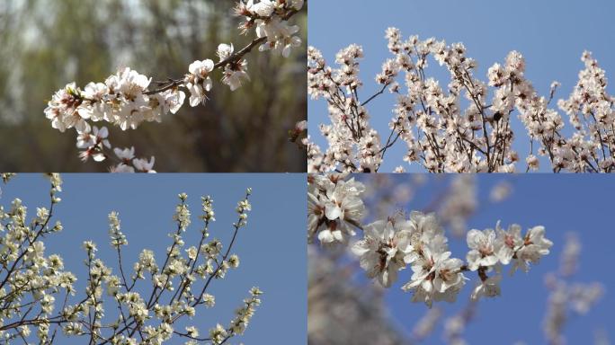 桃花迎春花花朵花瓣特写