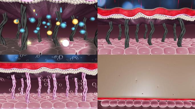 肌肤细胞（AE模板）