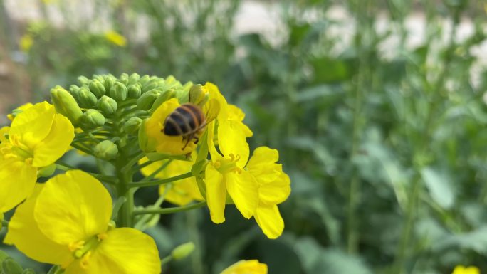 油菜花蜜蜂跳舞探戈春天