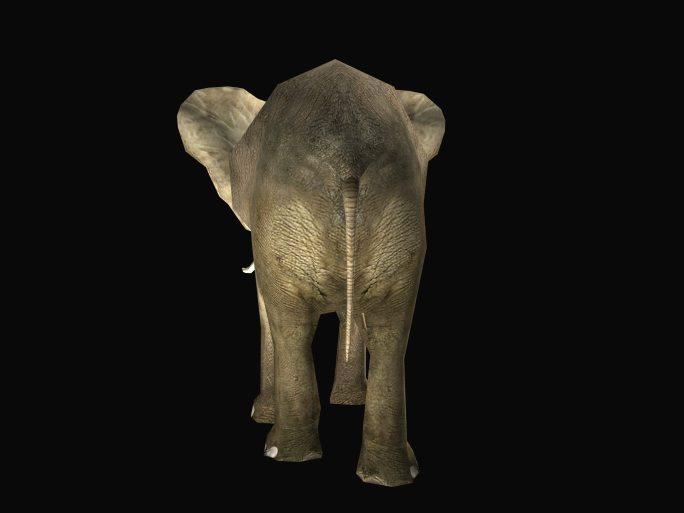 大象06