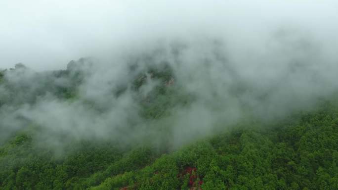 汝阳西泰山杜鹃花