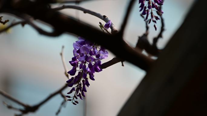 紫藤花7