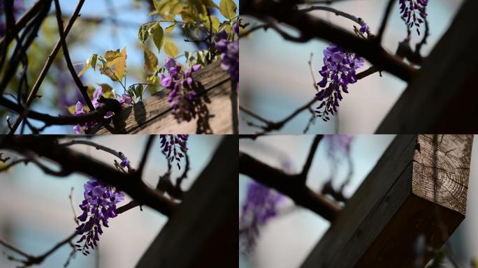 紫藤花7