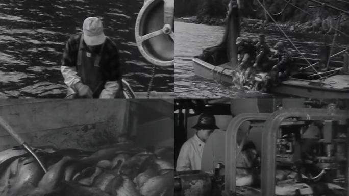 上世纪渔业捕鱼
