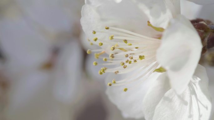 桃花迎春花花朵花瓣微距特写