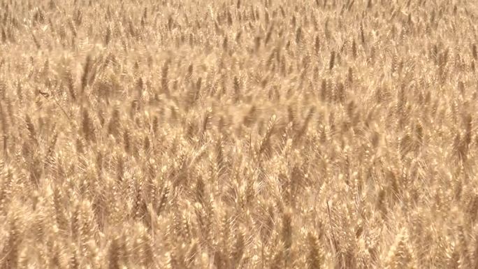 夏季农业丰收在即的小麦田