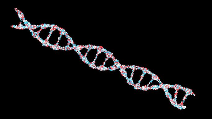 双螺旋DNA循环