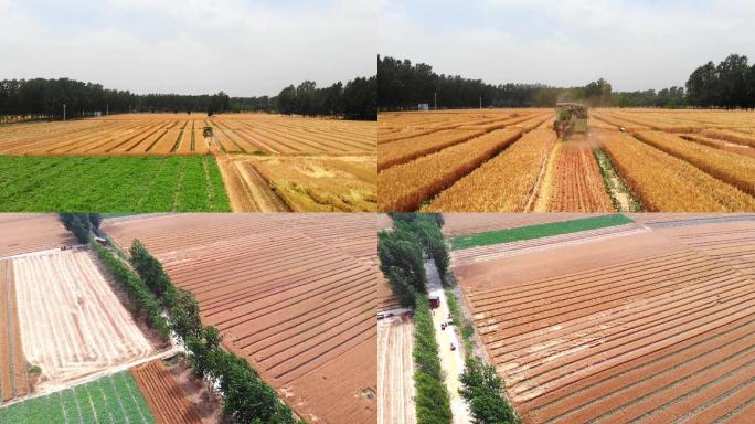 航拍4K农业收割机收获中的小麦水稻