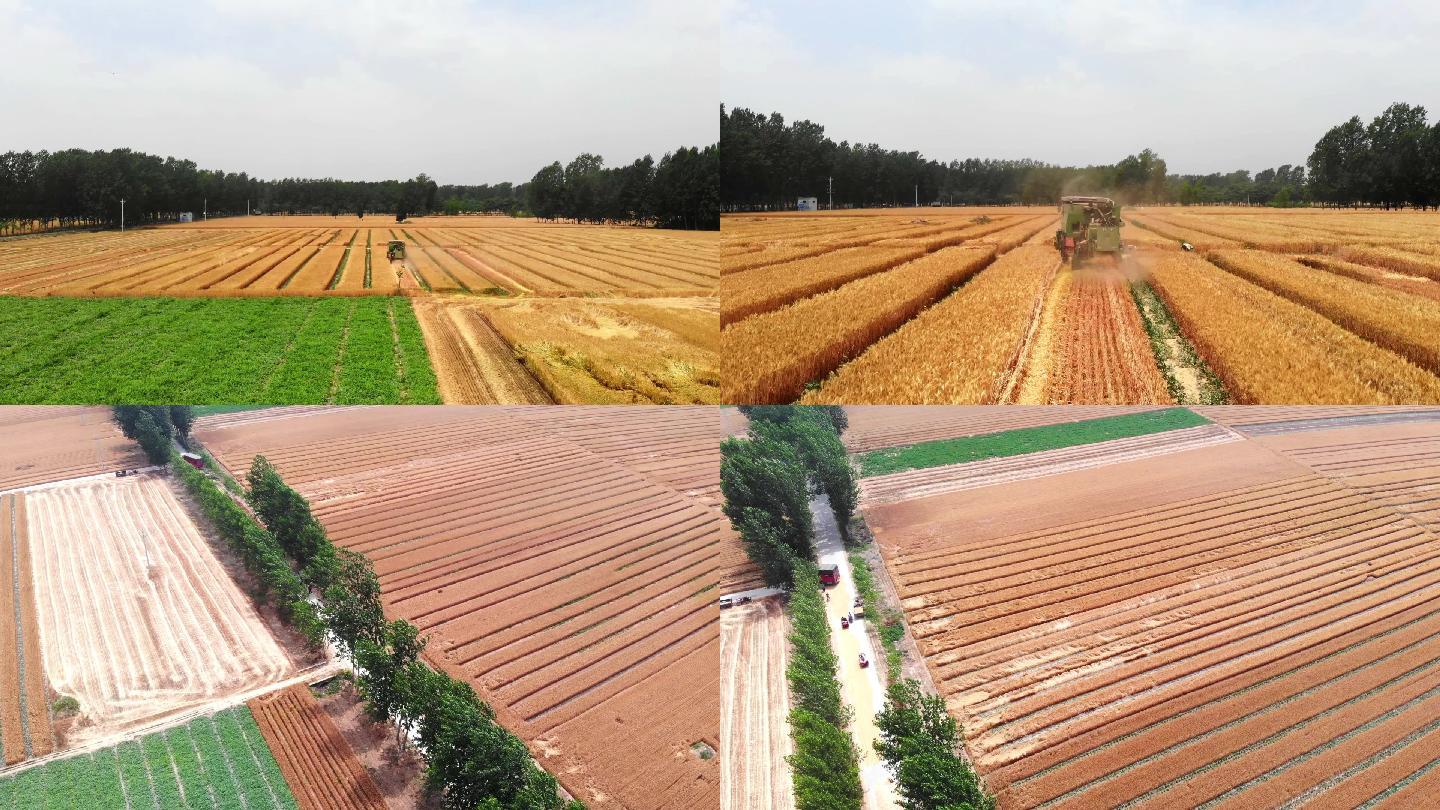 航拍4K农业收割机收获中的小麦水稻