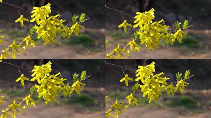 春季自然风光随风摇摆的树枝4K视频