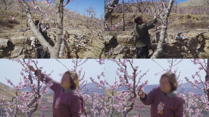 【原创】摘花授粉