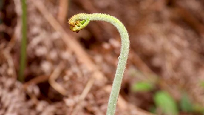 蕨菜视频