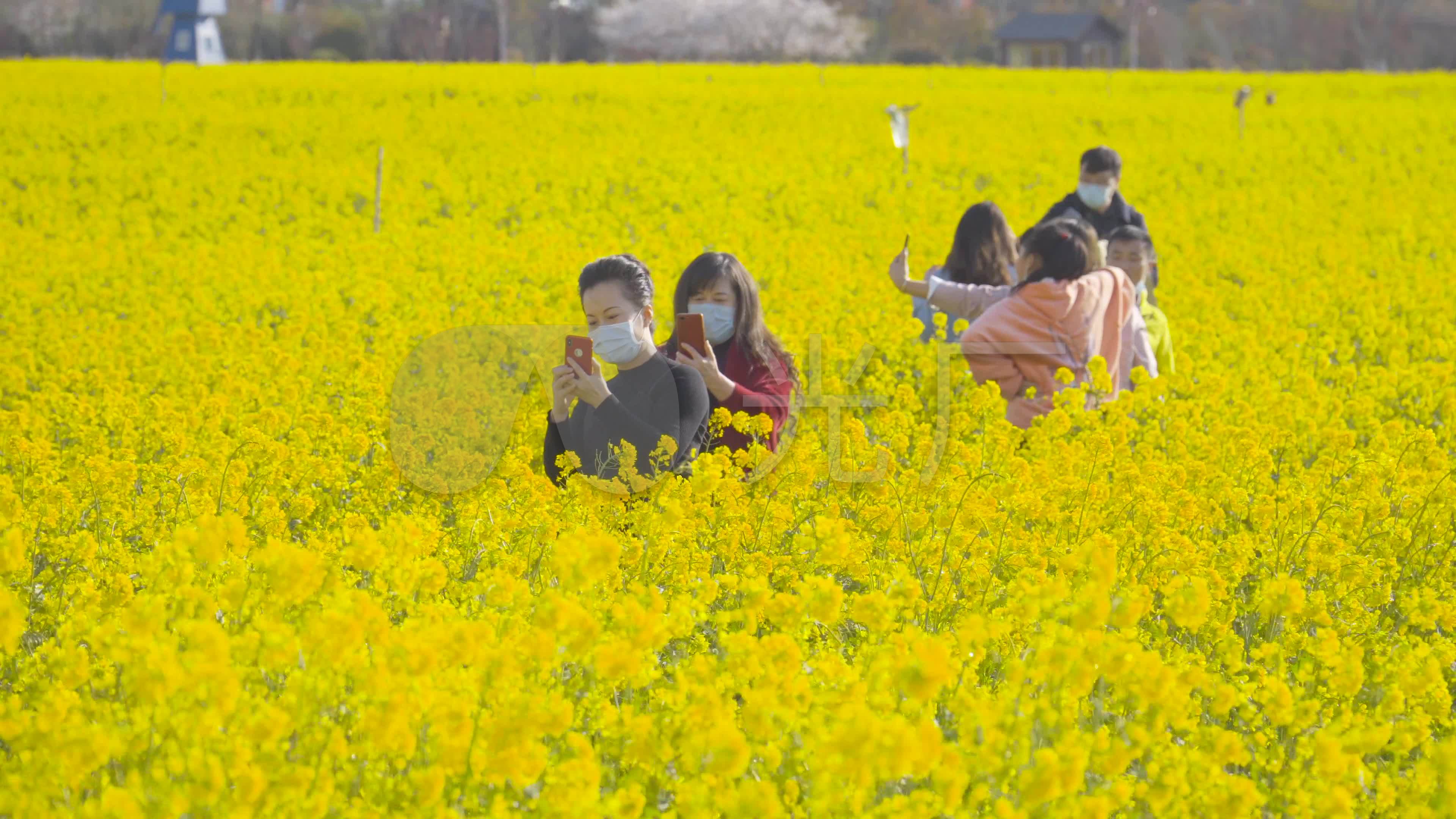 云南安宁：早春油菜花开添暖色