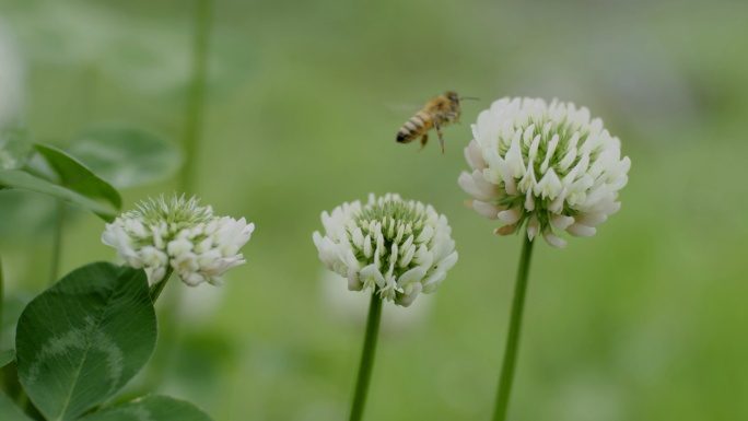 三叶草幸运草传播蜜蜂幸运绿色广告植物
