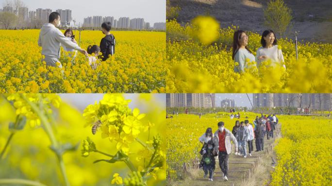 4K抖音最美花海-菜花游客旅游春天