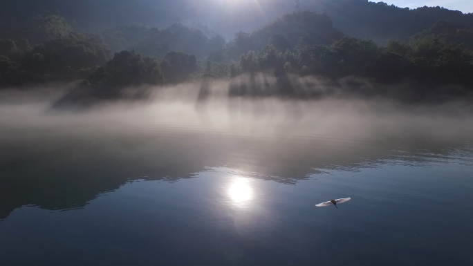 东江风光绿水青山游艇白鹭航拍梦里水乡